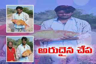 Rare fish entangled in fishermen's nets in karimnagar