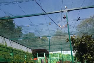 Walk in aviary