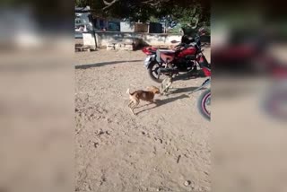 dog-monkey-friendship-in-raipur-village-at-chitradurga