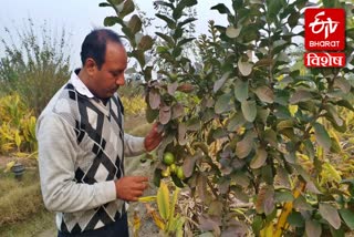 karnal farmers organic farming