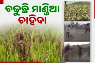 RAGI FARMING DEMAND RISES IN KORAPUT