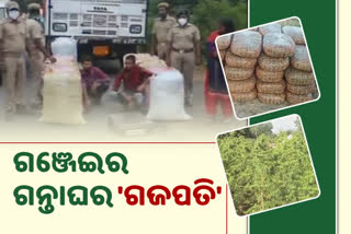 ganja cultivation in gajapati