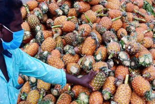 Pineapple Farmers Association marks solidarity for the protesting farmers in Delhi