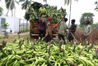 nenthiram valai farmers suffer in sathy