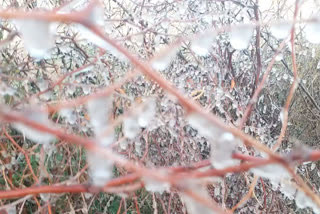 सीकर में सर्दी से जमी बर्फ, Winter snow in Sikar