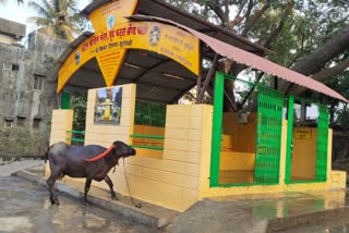 beauty parlor for Buffalo's