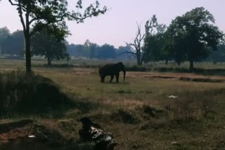 Elephant enter in village