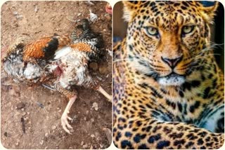 leopard fear in kadaba taluk several villages