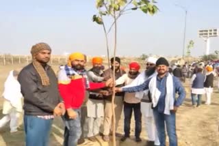 Palwal Farmers planted peepal trees