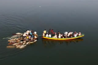 Traders tie cattle to coracle , cross Krishna river