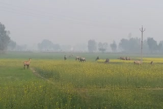 बेतिया में नीलगाय का आतंक