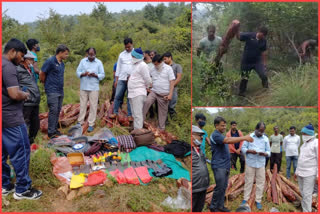 Red sandalwood logs seized