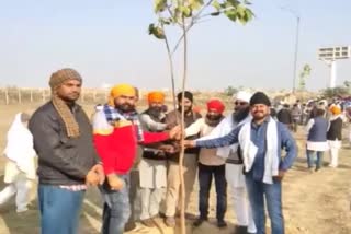 farmers-planted-peepal-trees-in-palwal