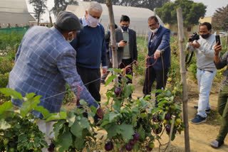 अपर मुख्य सचिव ने भारतीय सब्जी अनुसंधान का किया निरीक्षण.