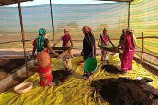 women-are-making-money-by-dung-vermi-compost-in-jhalum-gauthan-of-bemetra