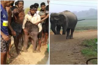 A herd of elephants entered a village Surla on the Andhra-Odisha border.  കുട്ടിയാനയ്ക്കൊപ്പം നാട്ടുകാരുടെ സെൽഫി  ആന്ധ്ര-ഒഡീഷ  ആനയുടെ ആക്രമണം