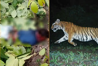 Tiger killed child