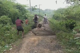 பொதுமக்களை அச்சுறுத்தி வந்த பன்றிகள் பிடிப்பு