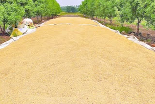 Paddy procurement  Paddy procurement goes up 25%  Kharif season  state which lead in paddy procurement  അരി സംഭരണം  462.88 ലക്ഷം മെട്രിക് ടൺ അരി  കേന്ദ്ര കൃഷി- കർഷക ക്ഷേമ മന്ത്രാലയം