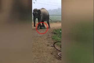 elephant attack