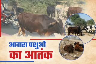 stray animals destroy farmers crops, problem of stray animals