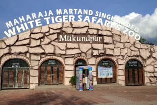 Mukundpur Safari will open one day before new year in satna