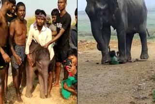 elephant attacked the man in ap