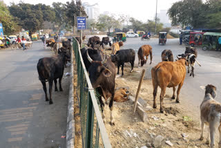 accidents due to stray animals in Najafgarh