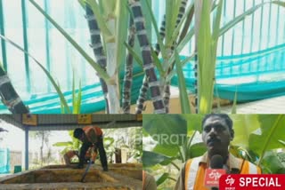 sanitary workers harvest sugarcane in Tirunelveli corporation