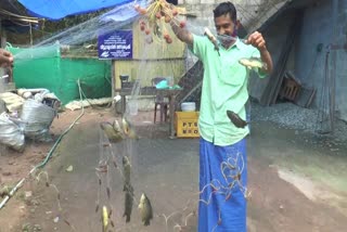 trivandrum man starts fish farming  fish farming  മത്സ്യകൃഷിയിൽ നൂറുമേനിയുമായി യുവ കര്‍ഷകന്‍  മത്സ്യകൃഷി  തിരുവനന്തപുരം  തിരുവനന്തപുരം പ്രാദേശിക വാര്‍ത്തകള്‍  trivandrum local news