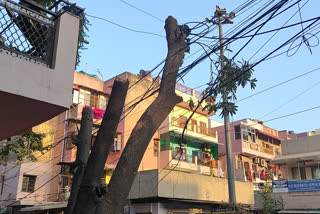 More than half a dozen trees cut in the name of pruning in Dilshad Garden of delhi