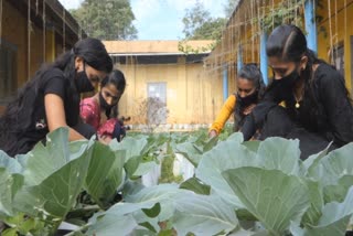 രാജകുമാരി വൊക്കേഷണല്‍ ഹയര്‍ സെക്കന്‍ഡറി സ്കൂള്‍  രാജകുമാരി  സ്കൂളില്‍ കൃഷി  ജൈവ കൃഷി  Rajakumari Vocational higher Secondary School  Vegetable farming  Rajakumari