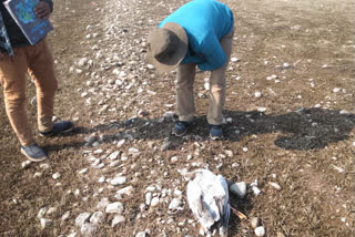 Migratory birds died at Pong lake in Kangra