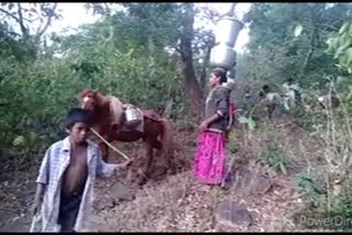 Tribals trek hills with horses to fetch drinking water