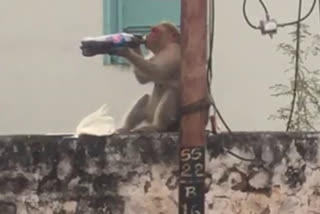 Monkey enjoys soft drink