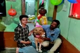 Dog's Birthday Celebration