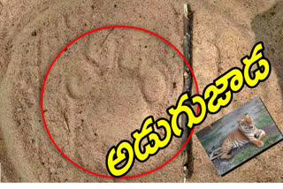 Tiger footprints near the  molla chinthala village