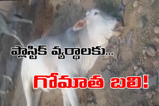 cow dead due to plastic wastage