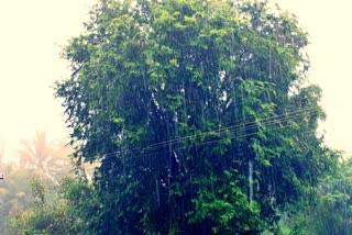 Heavy rains damage crops in Nannilam  crops damage  நன்னிலத்தில் கன மழை பொழிவு  நன்னிலத்தில் பெய்த கனமழையில் பயிர்கள் சேதம்  Damage to crops due to heavy rains in Nannilam  Telta District Rain Damage