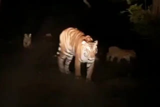 tiger on walk