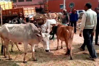 container seized with 45 cattle in lohardaga