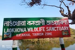 last day of 2020 in laokhowa wildlife sanctuary etv bharat news