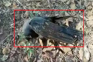 Hundreds of crows die due to avian influenza in Rajasthan's Jhalawar