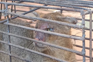 wildcat trapped in trap in ernakulam  കെണിയിൽ കുടുങ്ങിയത് കാട്ടുപൂച്ച  കോതമംഗലം വാർത്തകൾ  Kothamangalam news