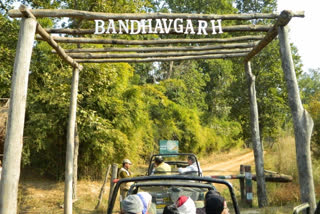 Bandhavgarh National Park is full of tourists on new year