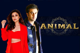 Confirmed! Parineeti Chopra opposite Ranbir Kapoor in Animal