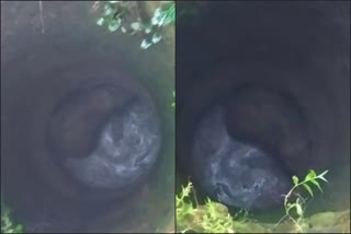 The elephant fell into well  ആനക്കാംപൊയിൽ കാട്ടാന കിണറ്റിൽ വീണു  കോഴിക്കോട്  ആനക്കാംപൊയിൽ  തേൻപാറ  കോഴിക്കോട് വാർത്തകൾ  തേൻപാറ വാർത്തകൾ