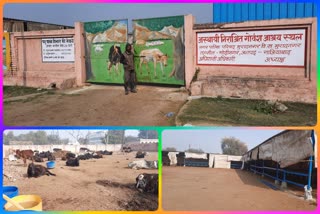 Cows are protect them from cold in muradnagar cow sheds ghaziabad