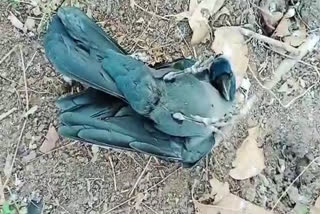 झालावाड़ में कौओं की मौत, Crows died in Jhalawar