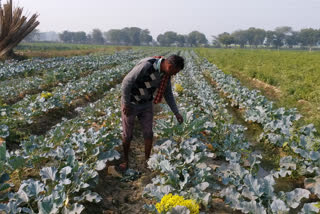 Hathras farmer finds fortune in broccoli cultivation